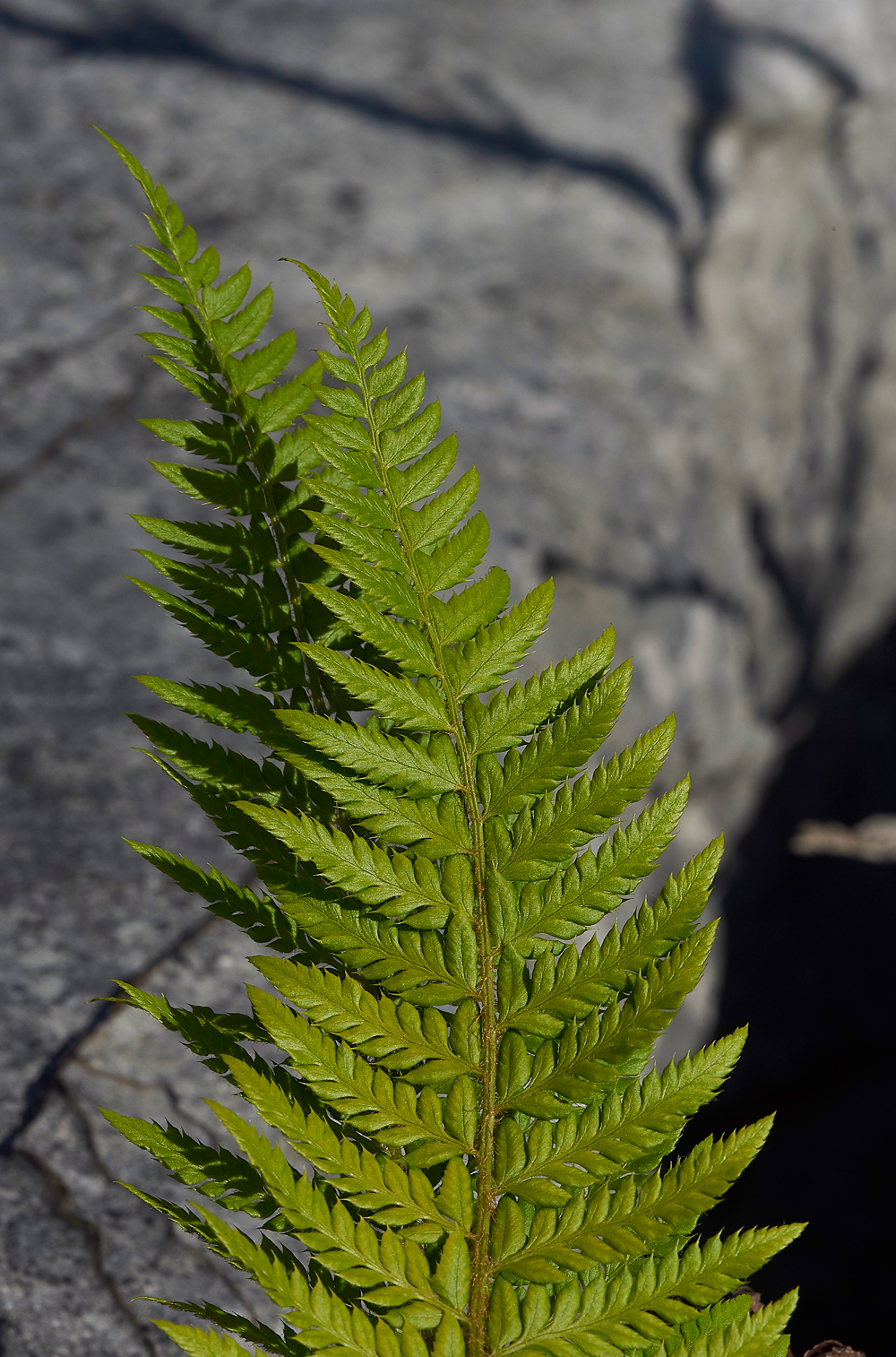 FernGaitBarrows280518-1