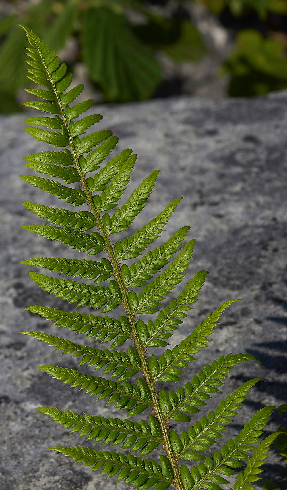 FernGaitBarrows280518-3