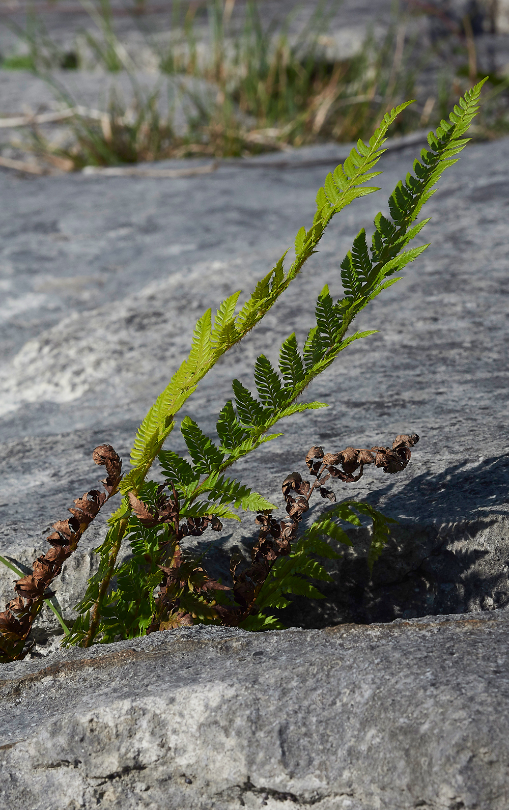 FernGaitBarrows280518-4