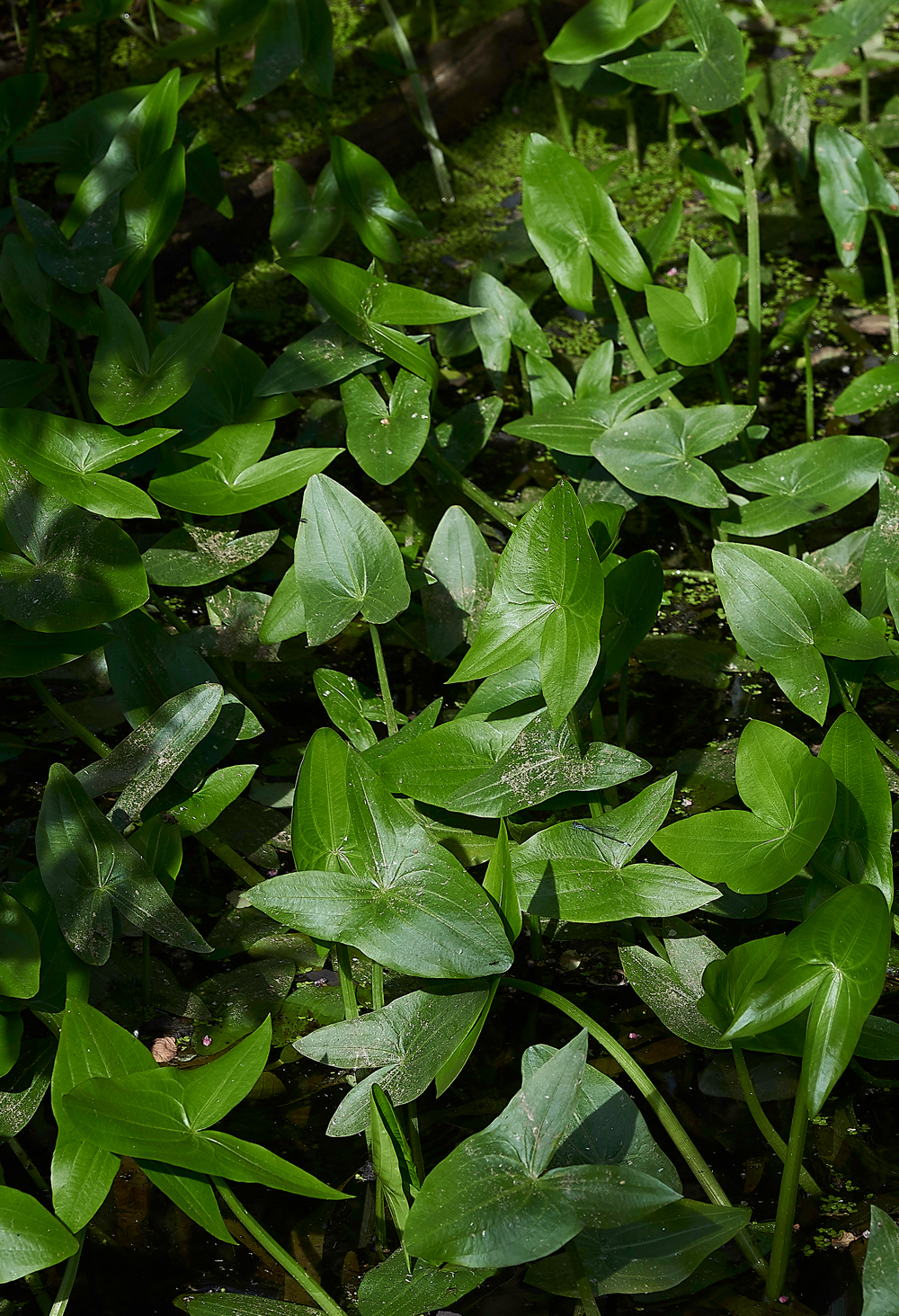 FiddleThorpeArrowhead230618-1