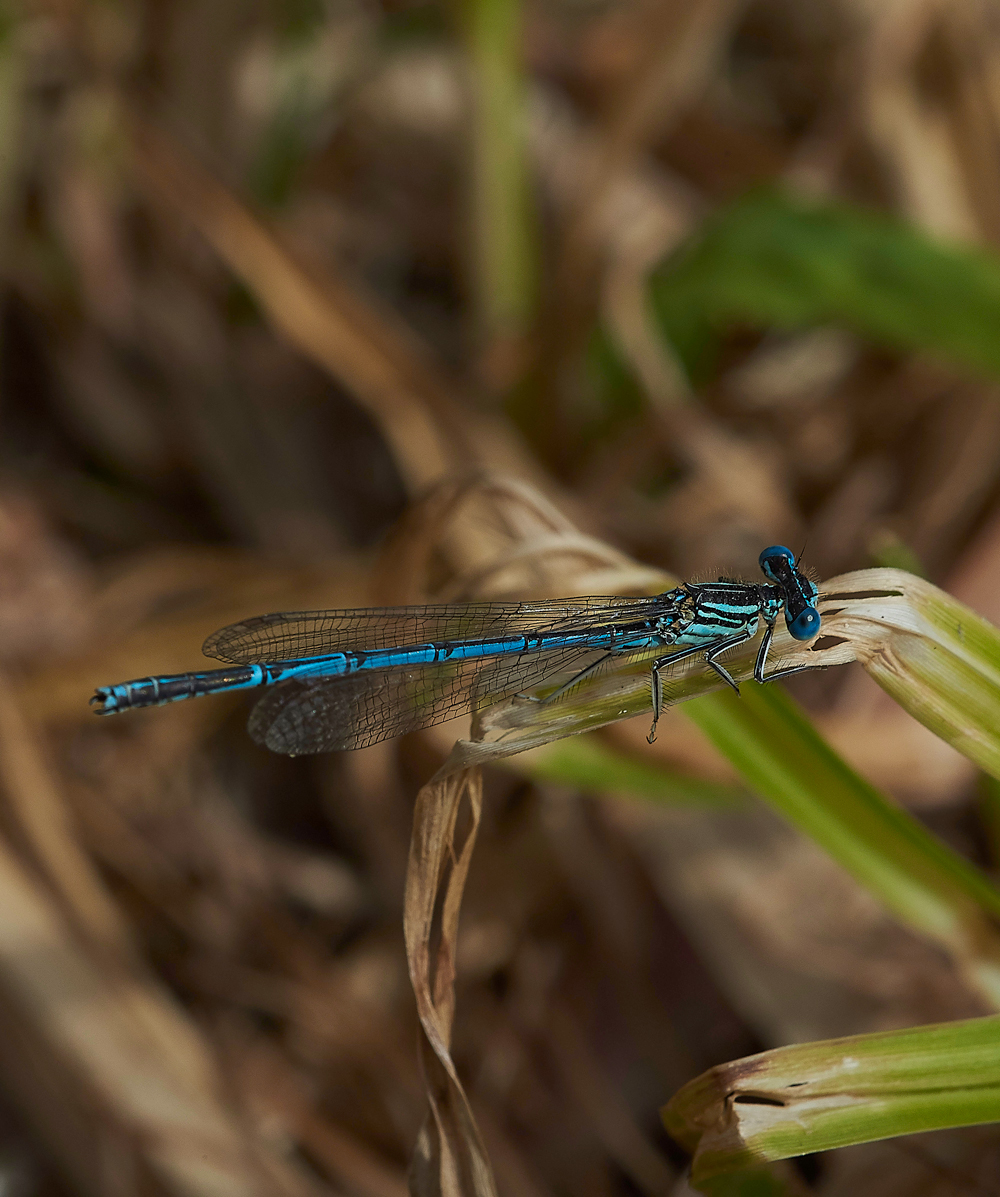 FiddleThorpeDamsel230618-1