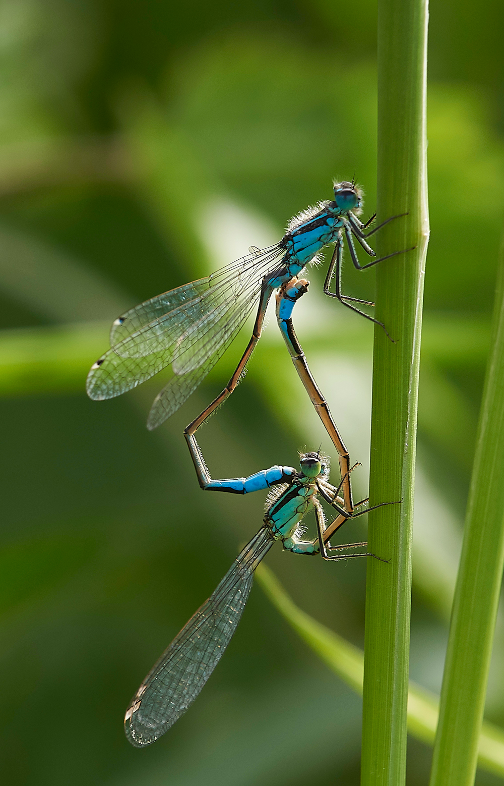 FiddleThorpeDamsel230618-2