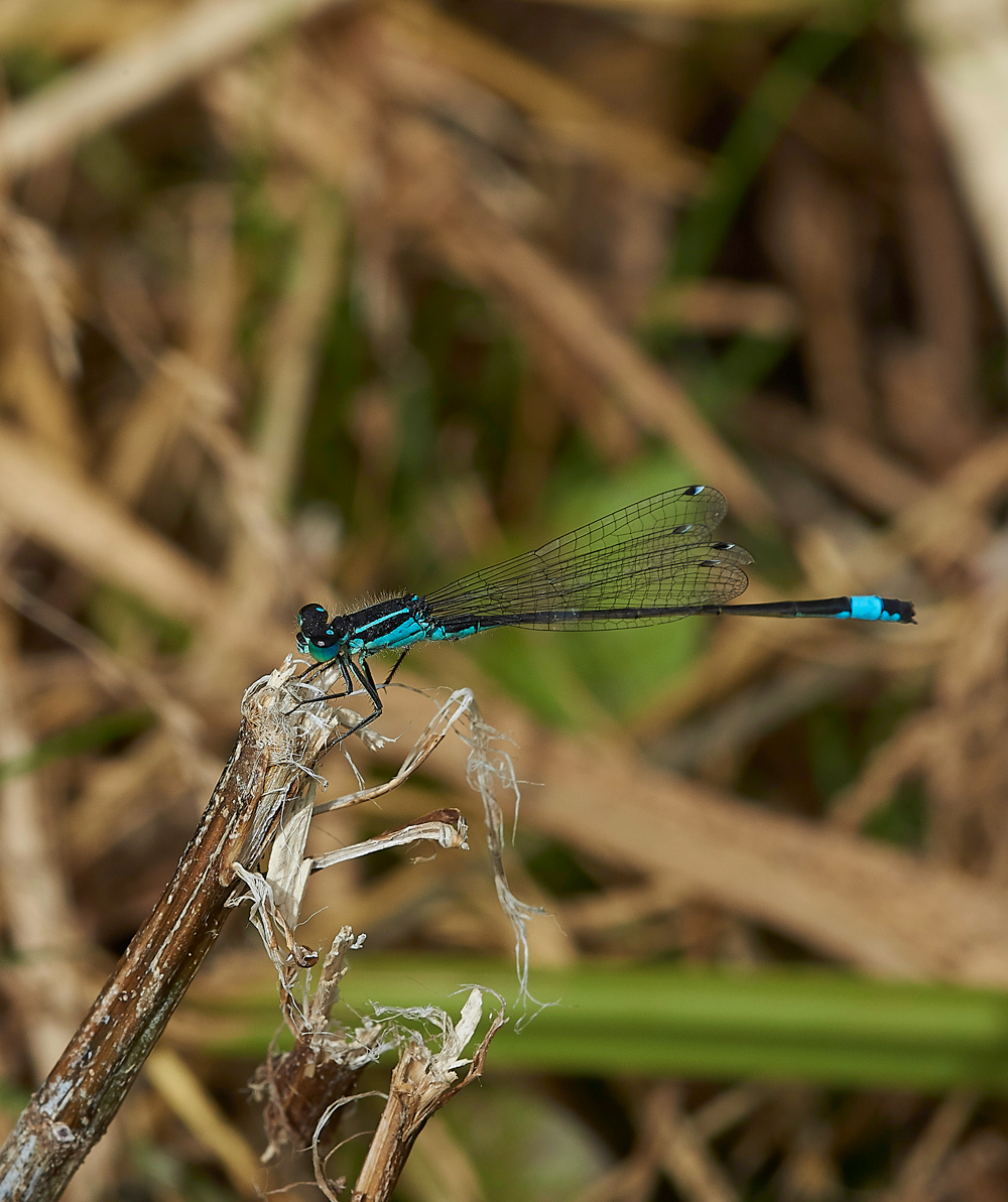 FiddleThorpeDamsel230618-3