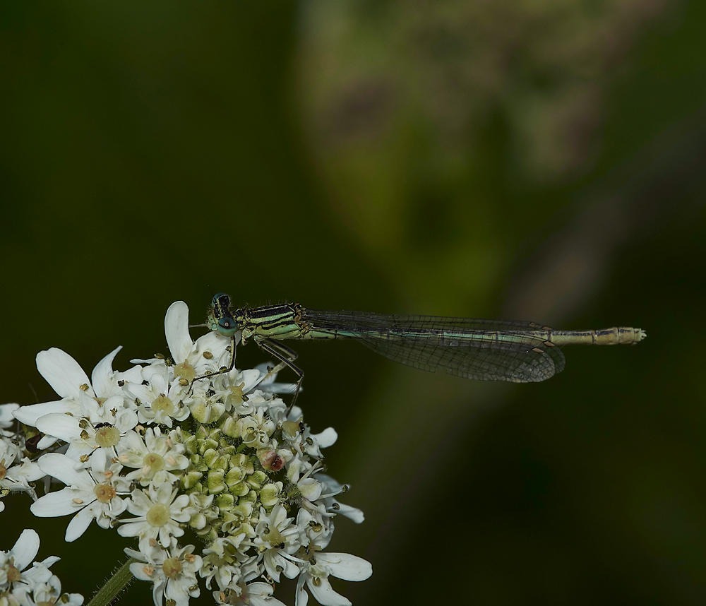 FiddleThorpeDamsel230618-4