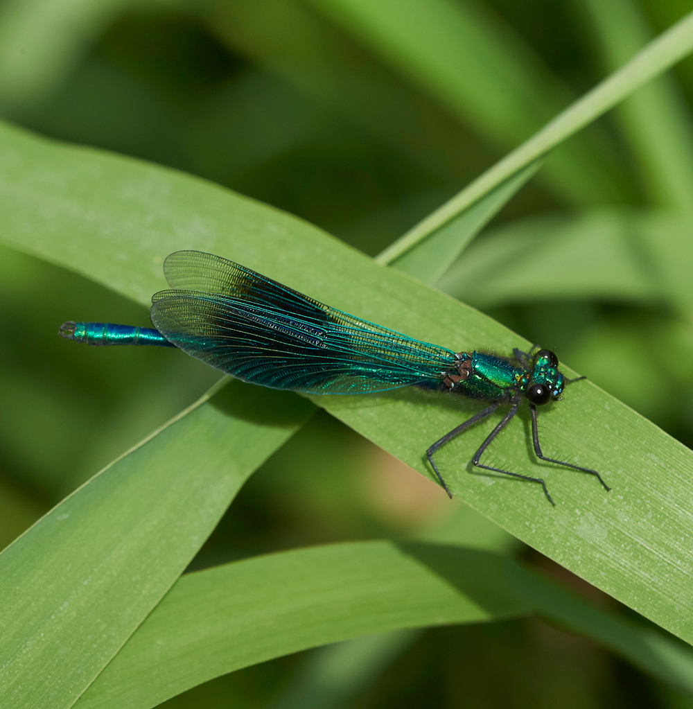FiddleThorpeDamsel230618-5