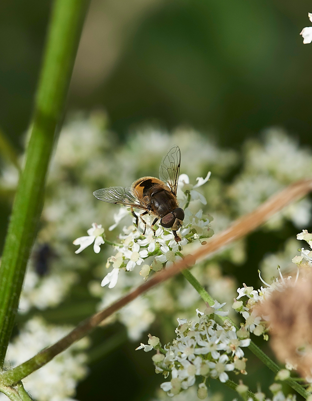 FiddleThorpeHoverfly230618-2