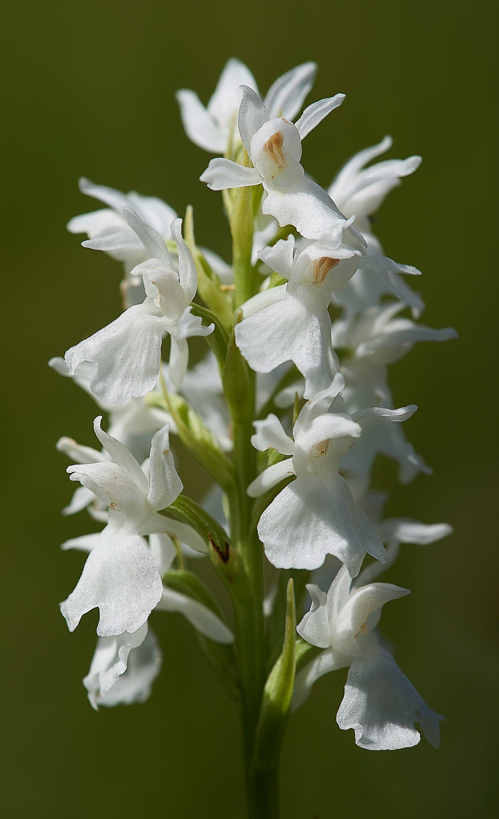 FontmellDownCommonSPottedOrchid230618-2