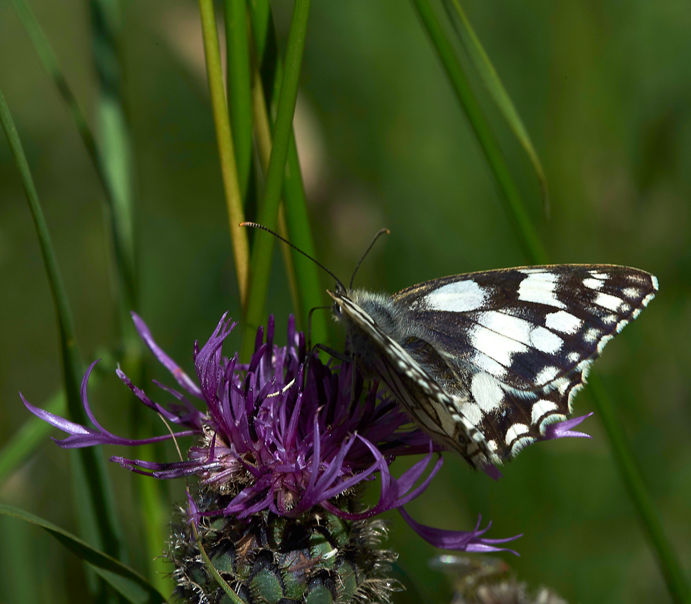FontmellDownMarbledWhite230618-1