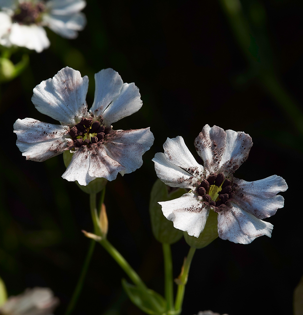 FoulneyIslandSeaCampion-2