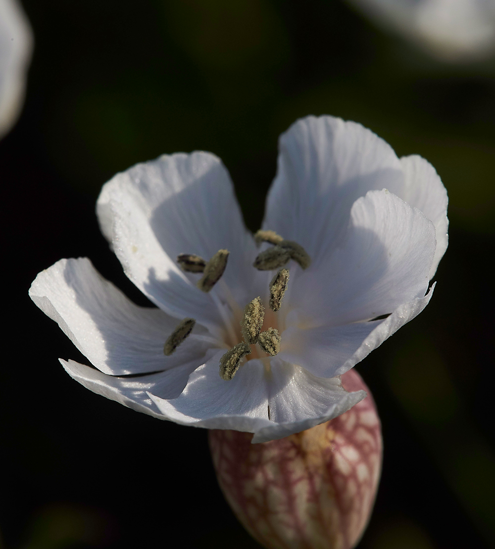 FoulneyIslandSeaCampion300518-1