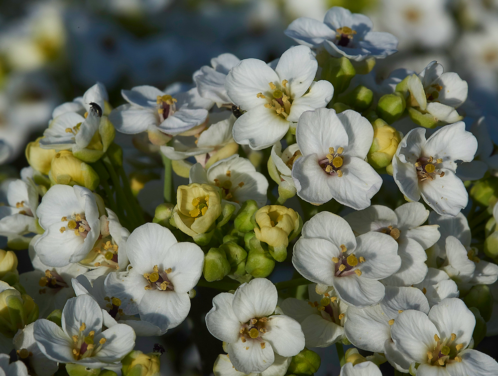 FoulneyIslandSeaKale300518-1