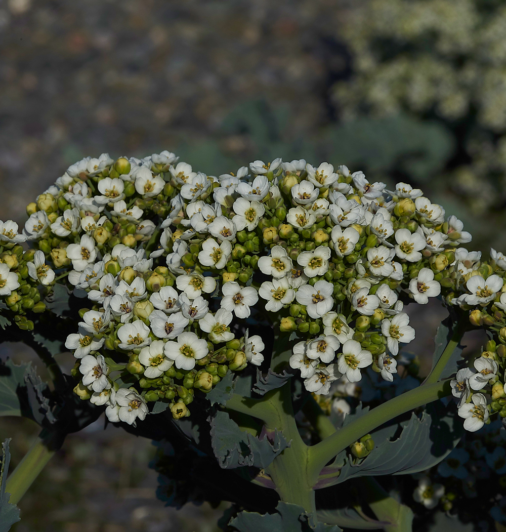 FoulneyIslandSeaKale300518-2