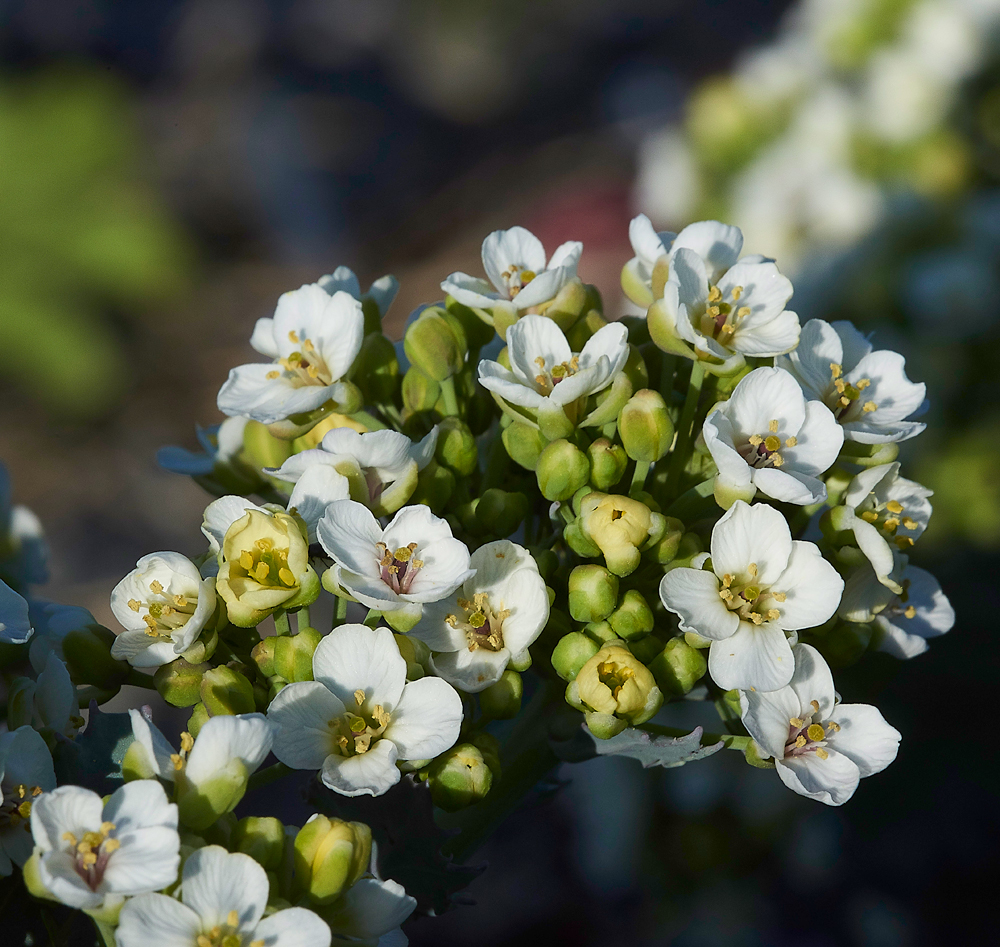 FoulneyIslandSeaKale300518-3