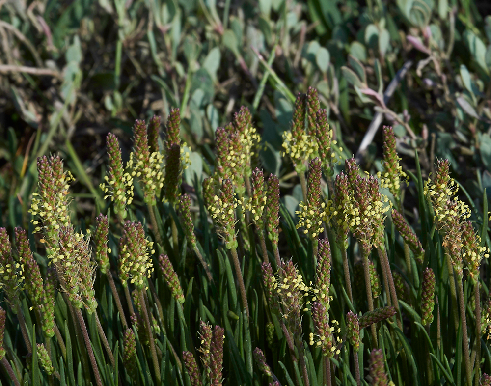 FoulneyIslandSeaPlantain300518-1