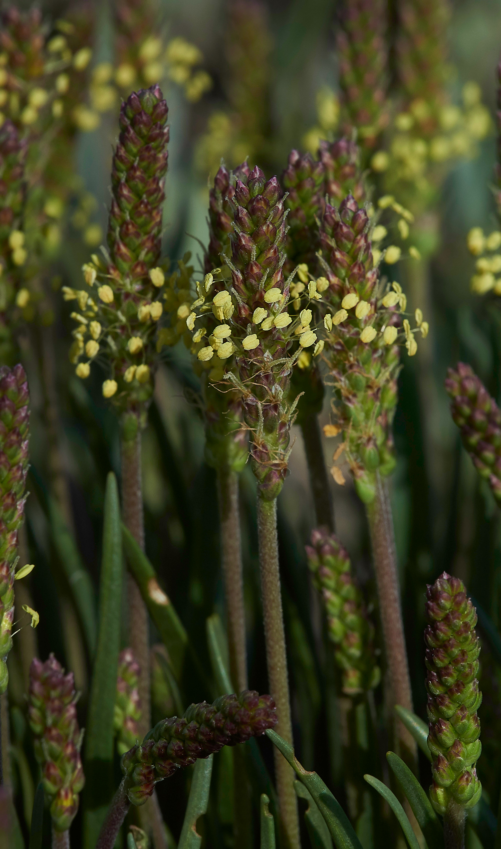 FoulneyIslandSeaPlantain300518-2