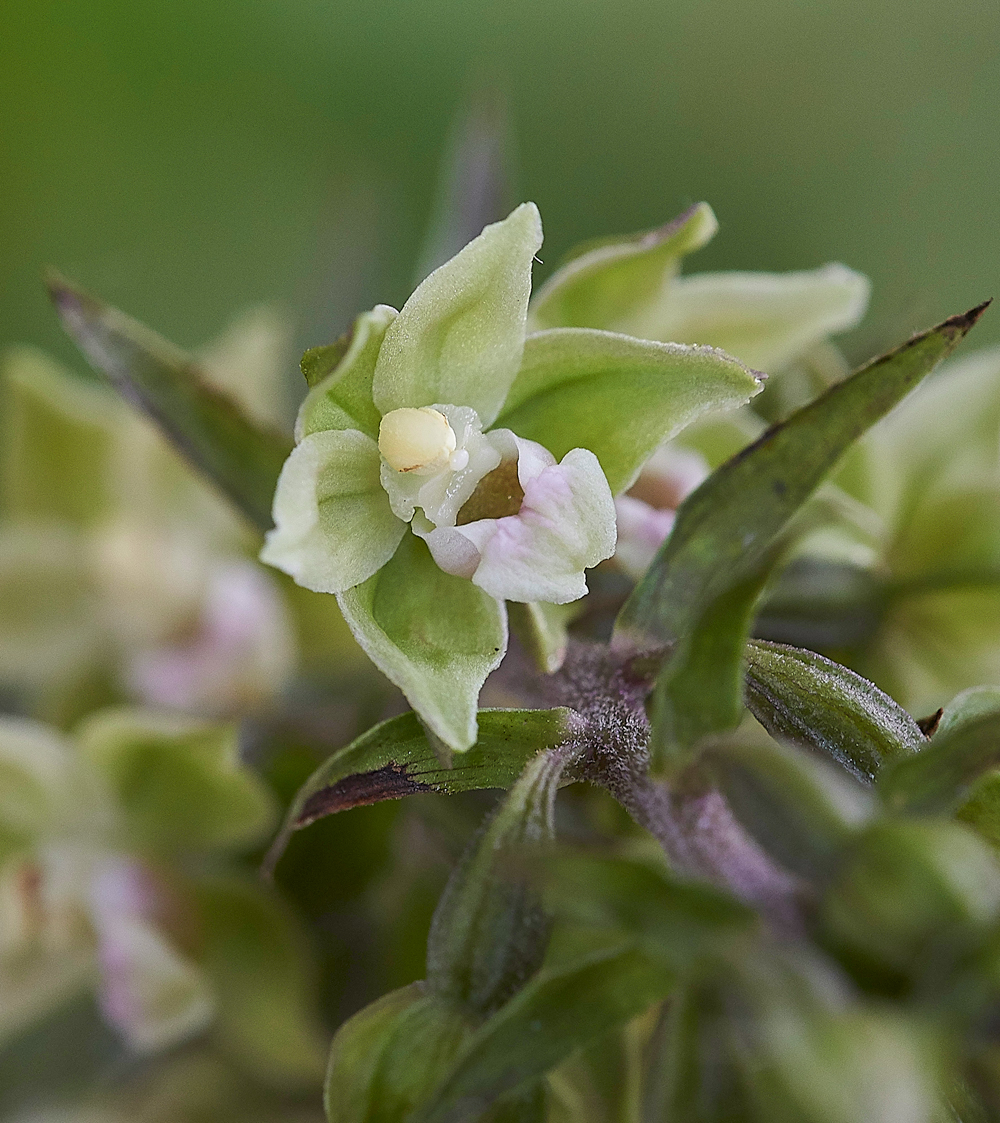 FourMarksVioletHelleboring240718-1