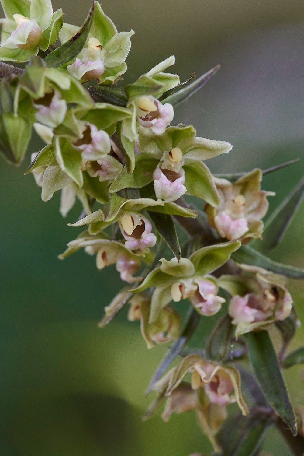 FourMarskVioletHelleborine240718-2