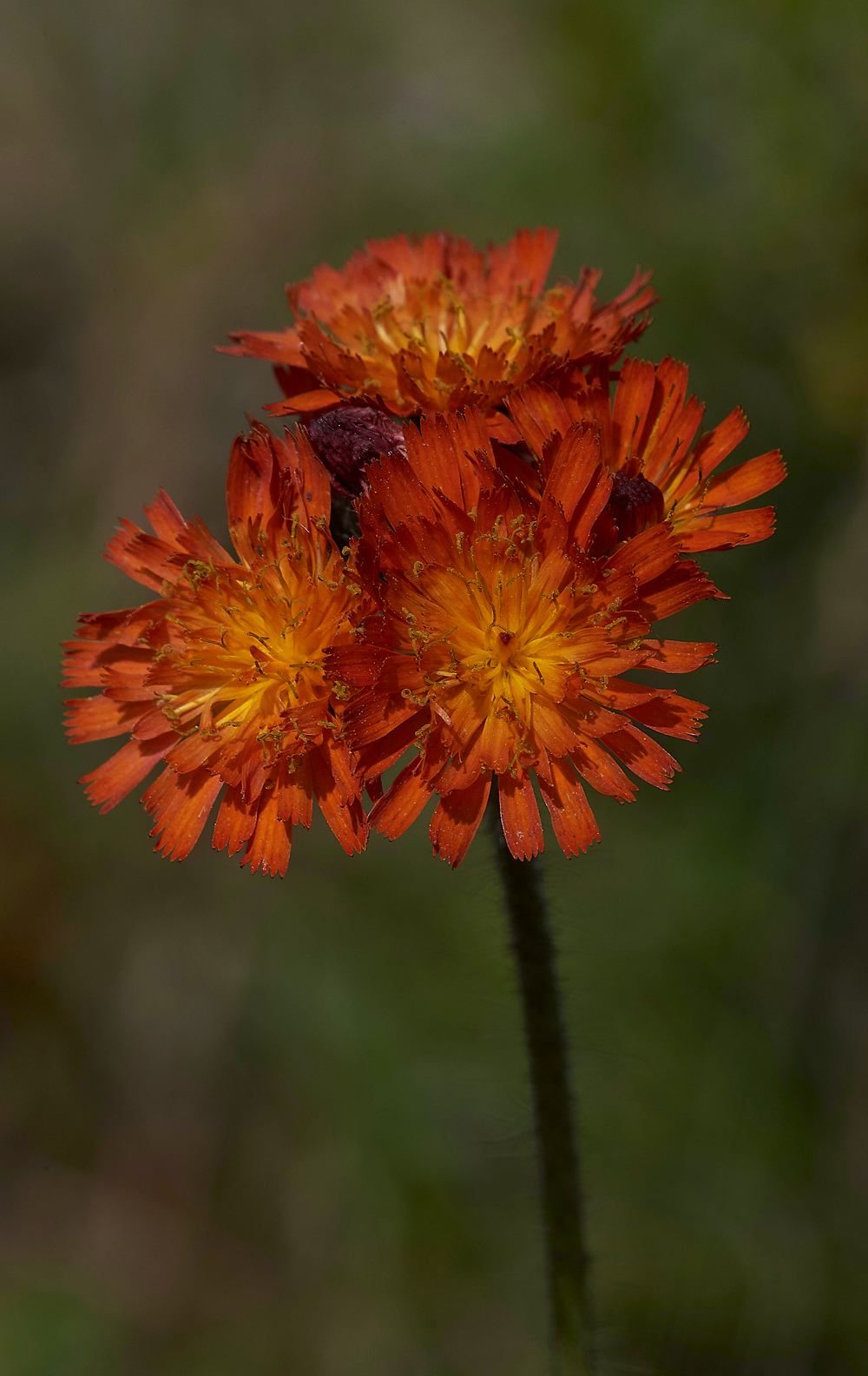 Fox&#38;Cubs070618-1