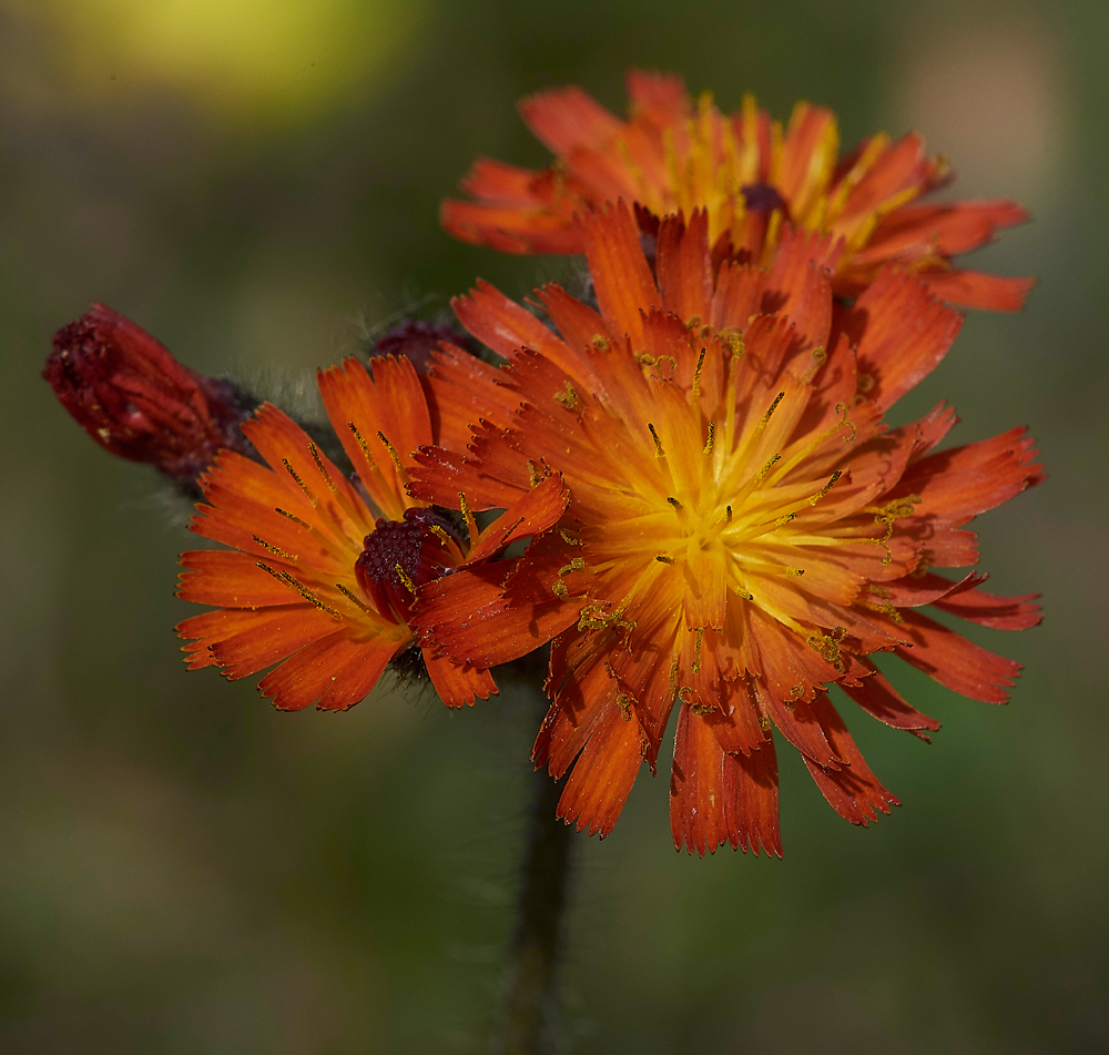 Fox&#38;Cubs070618-2