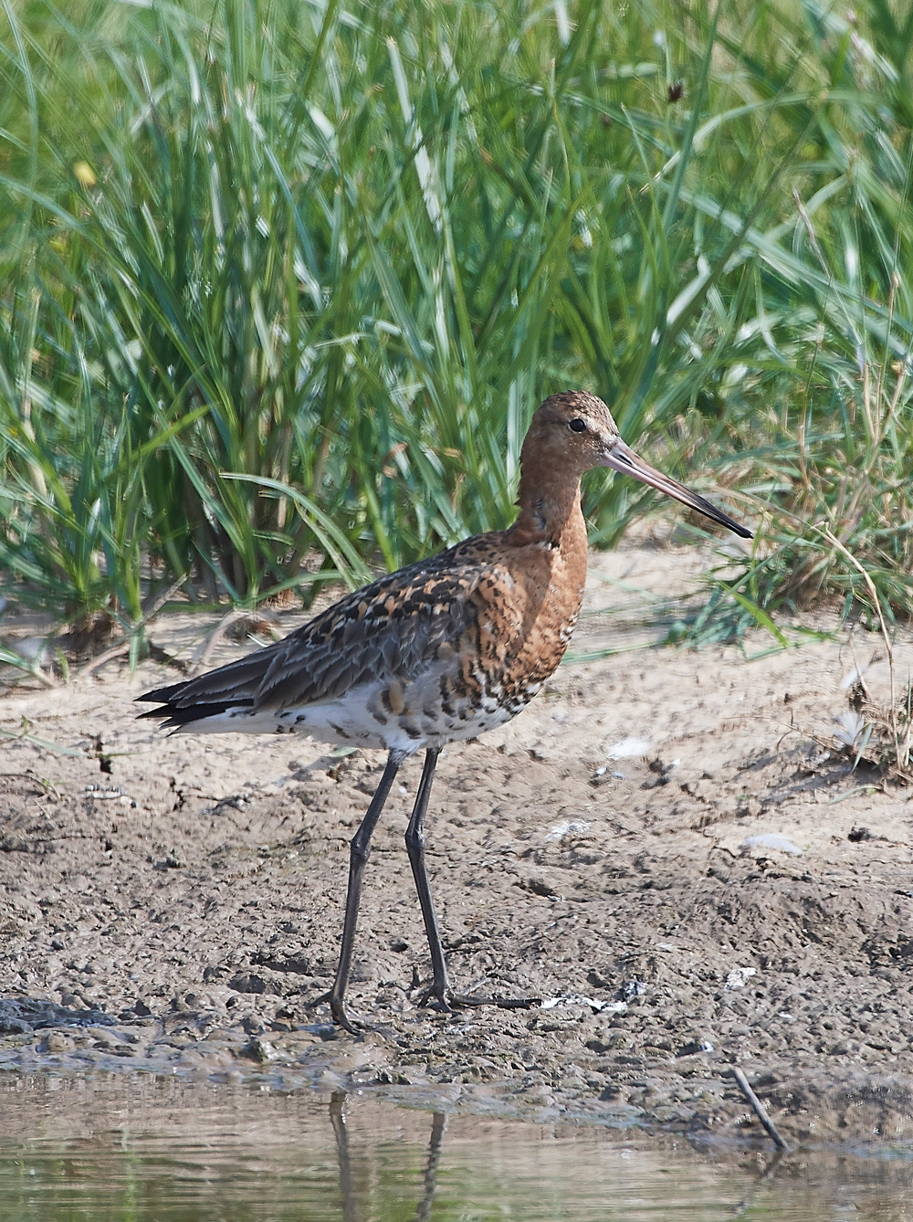 FramptonBlackTailedGodwit140718-1