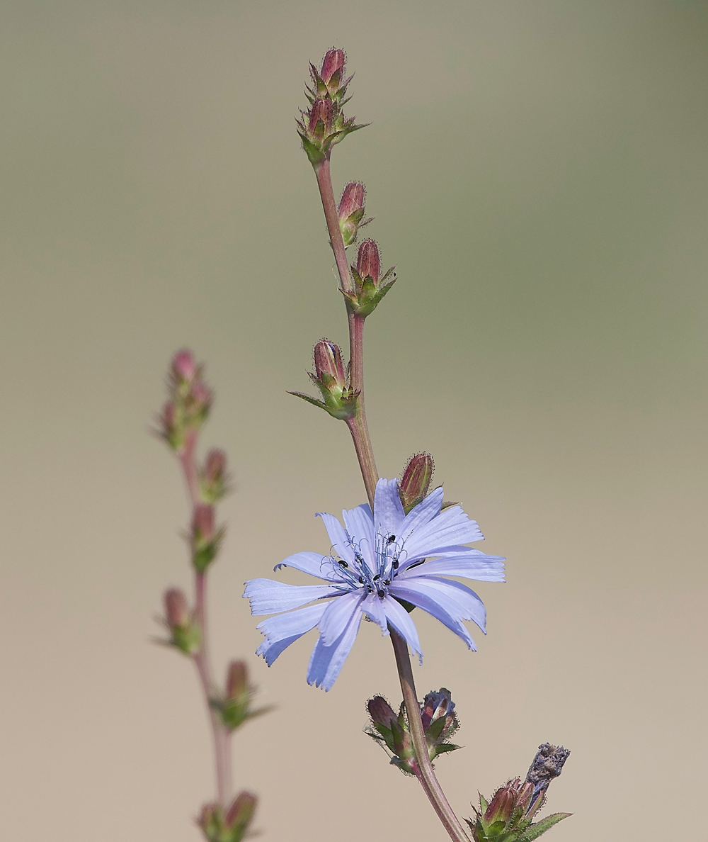 FramptonChociry140718-1