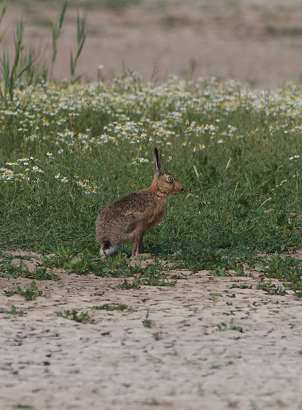 FramptonHare140718-1