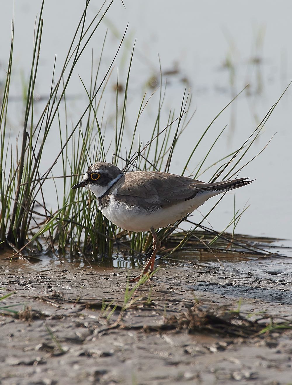 FramptonLittleRingedPlover140718-1