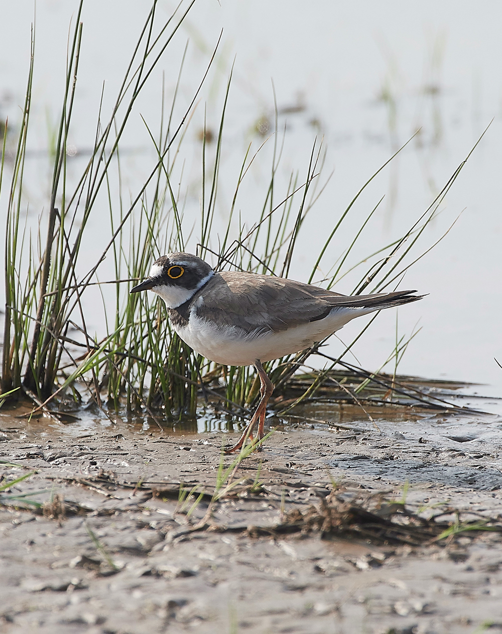 FramptonLittleRingedPlover140718-2