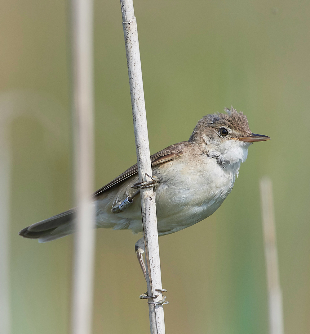 FramptonReedWarbler140718-1