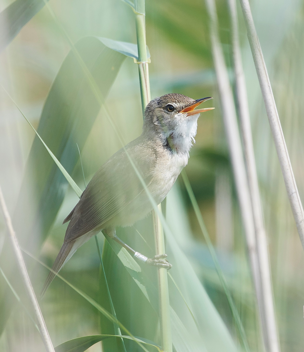 FramptonReedWarbler140718-2