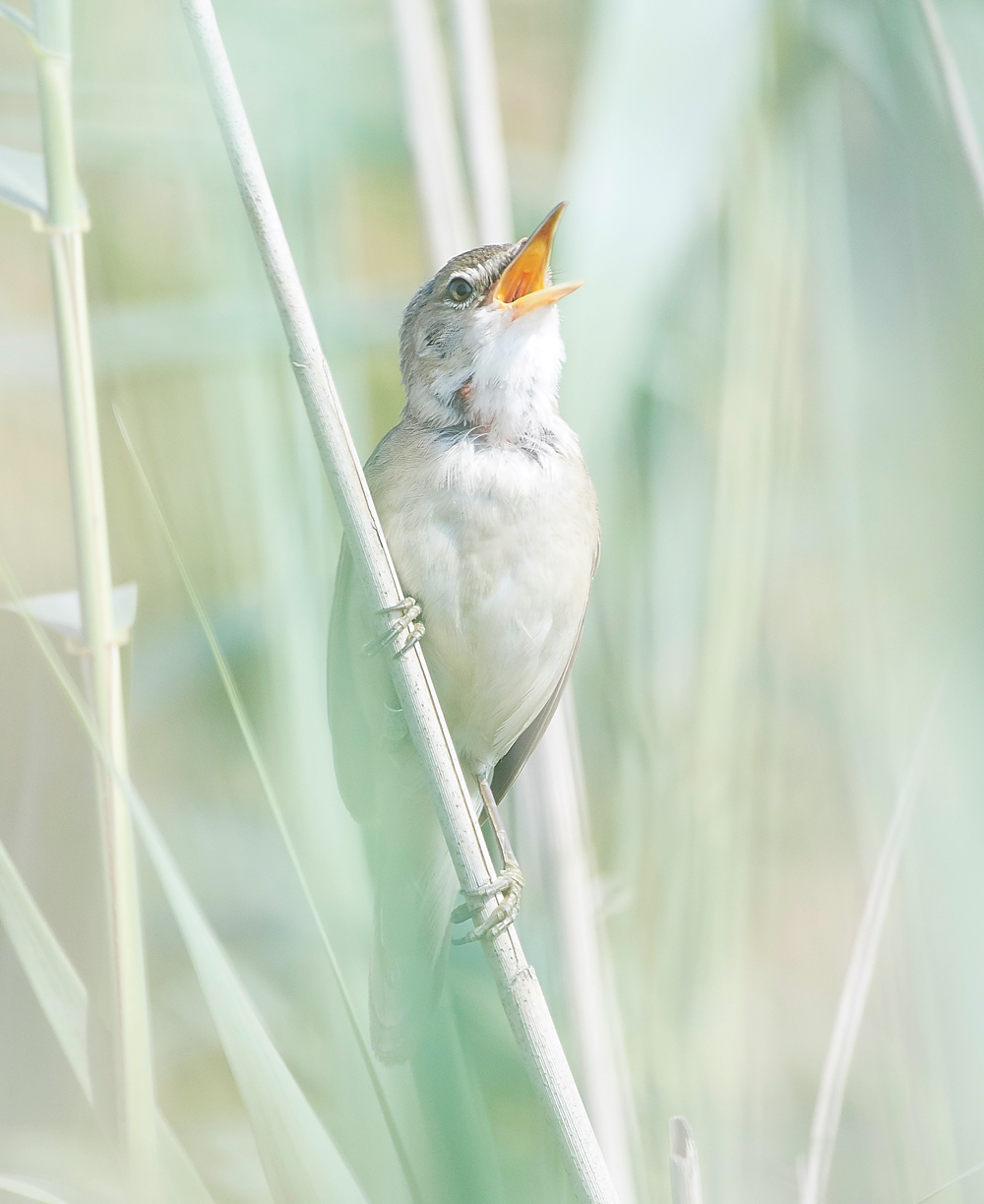 FramptonReedWarbler140718-3