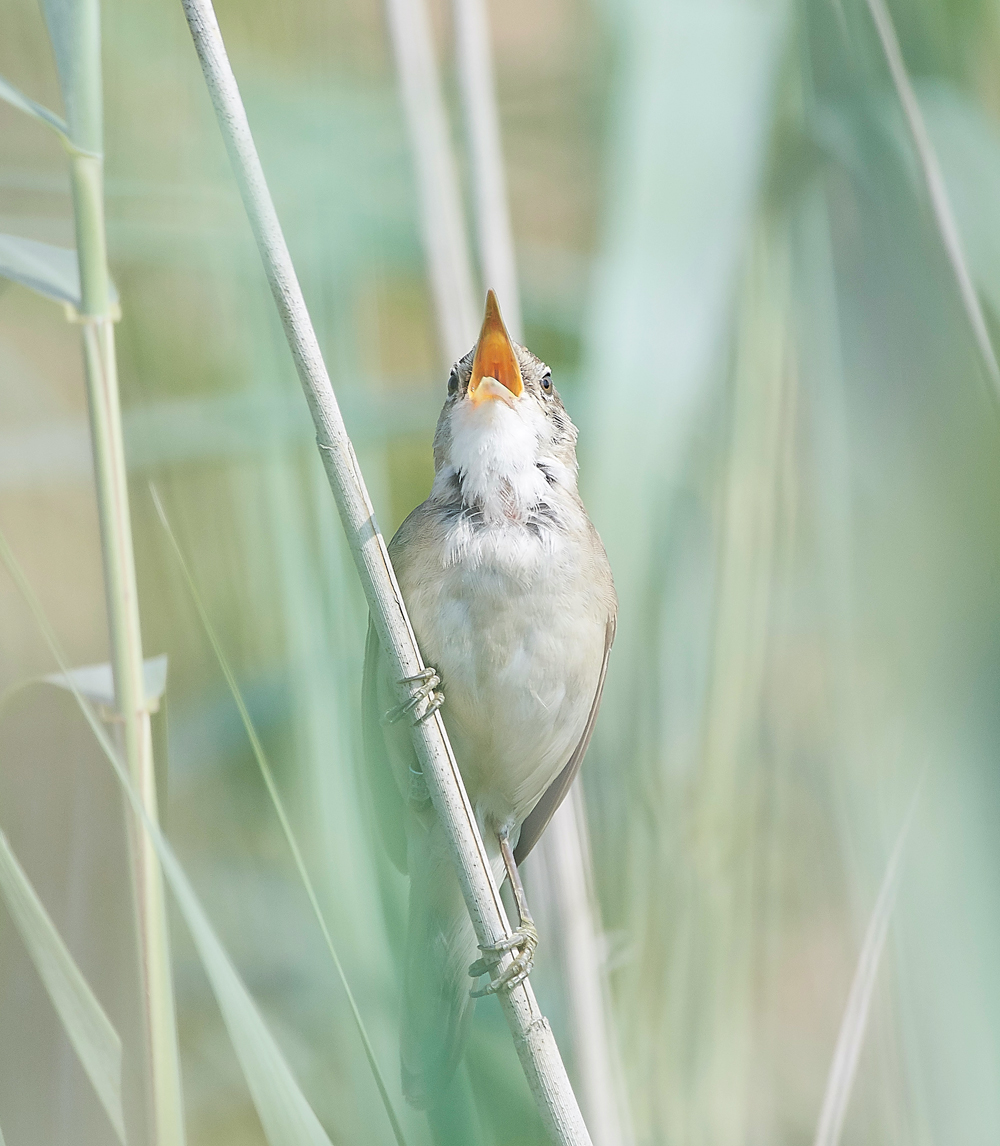 FramptonReedWarbler140718-4