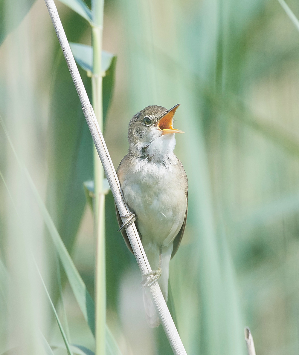 FramptonReedWarbler140718-5