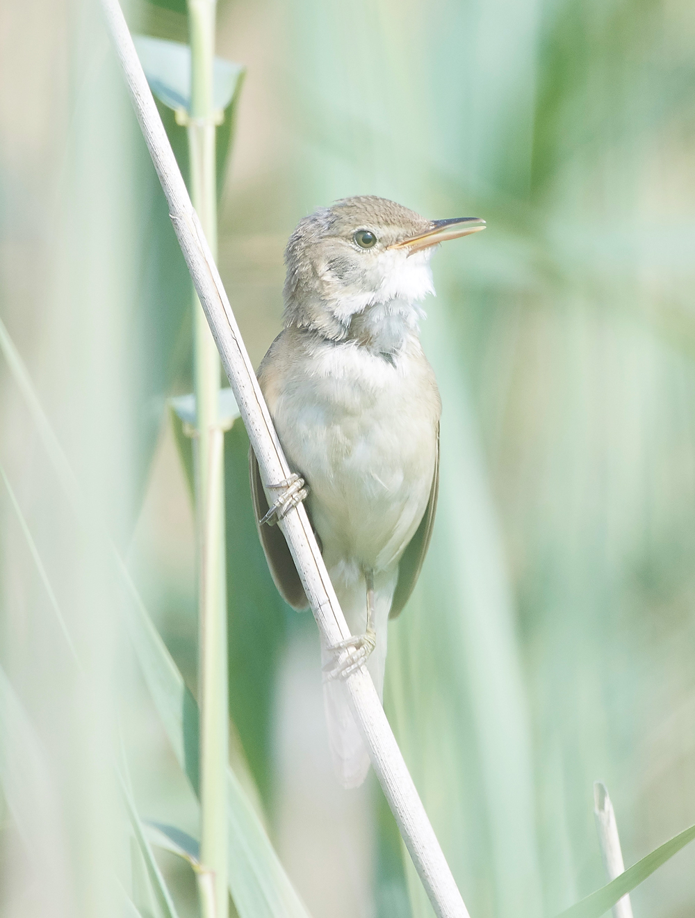 FramptonReedWarbler140718-6
