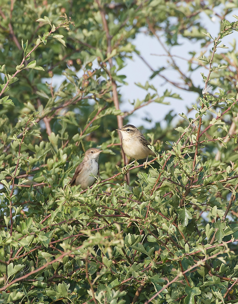 FramptonSedge&#38;Reed140718-1
