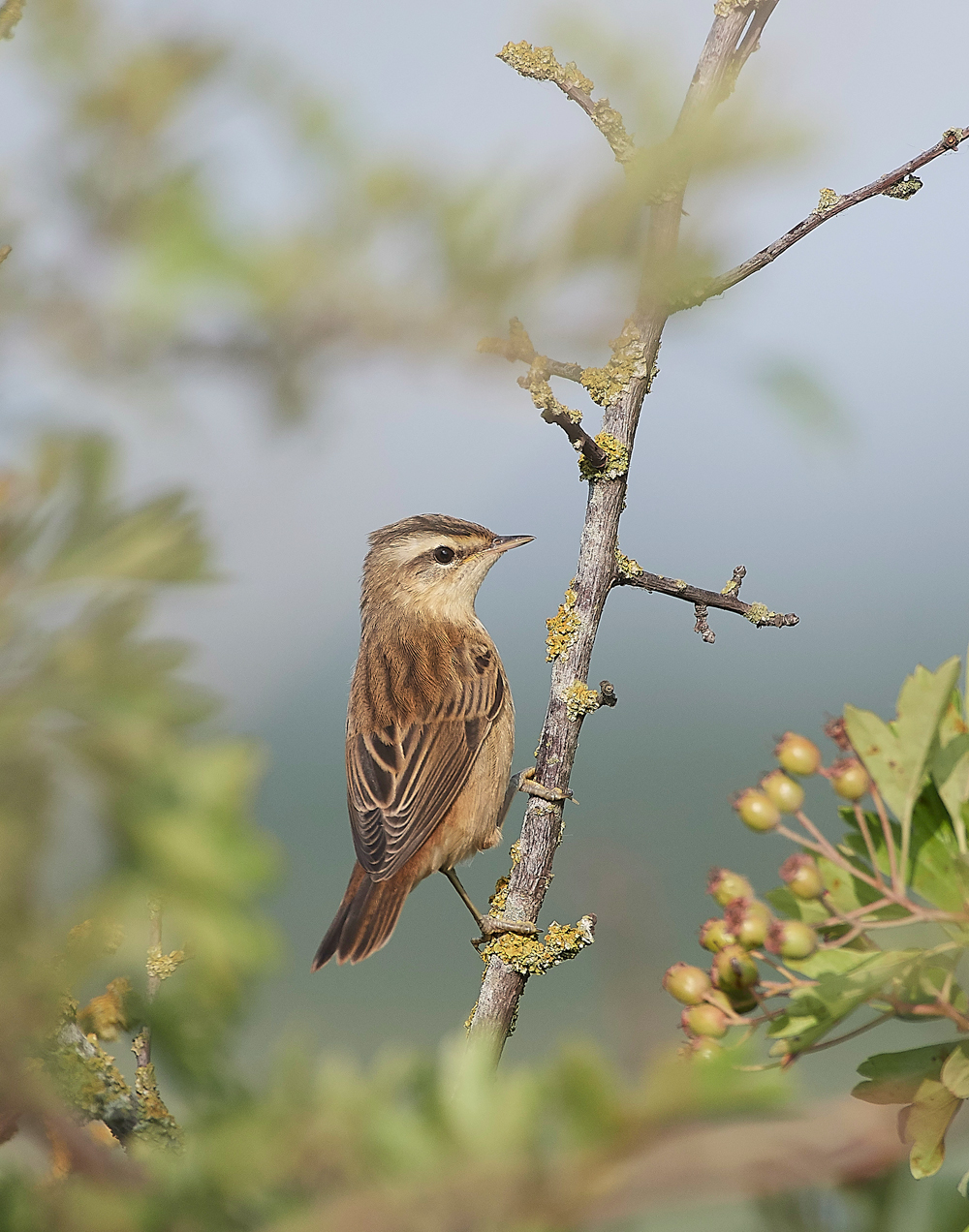 FramptonSedge140718-1