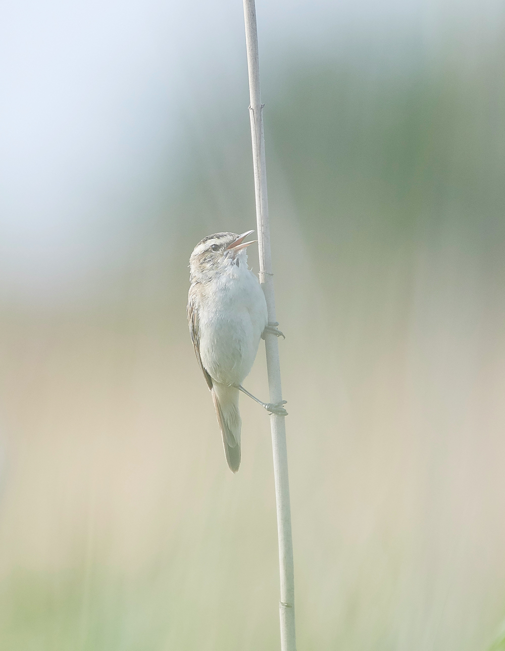 FramptonSedge140718-2