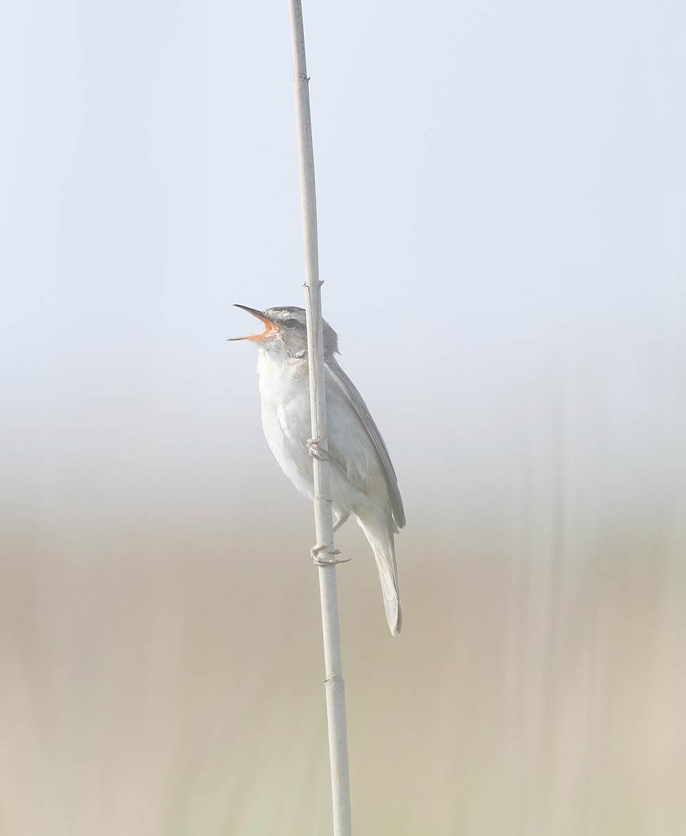 FramptonSedge140718-3