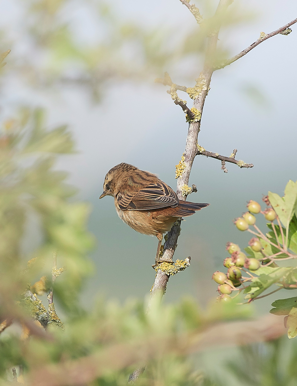 FramptonSedge140718-6