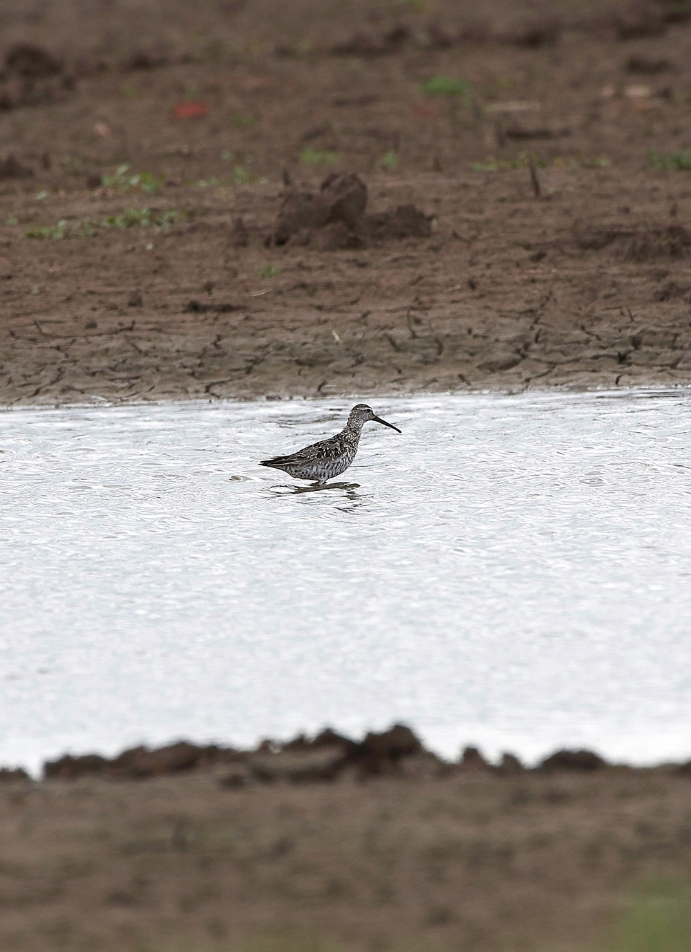 FramptonStiltSandpiper230818-1