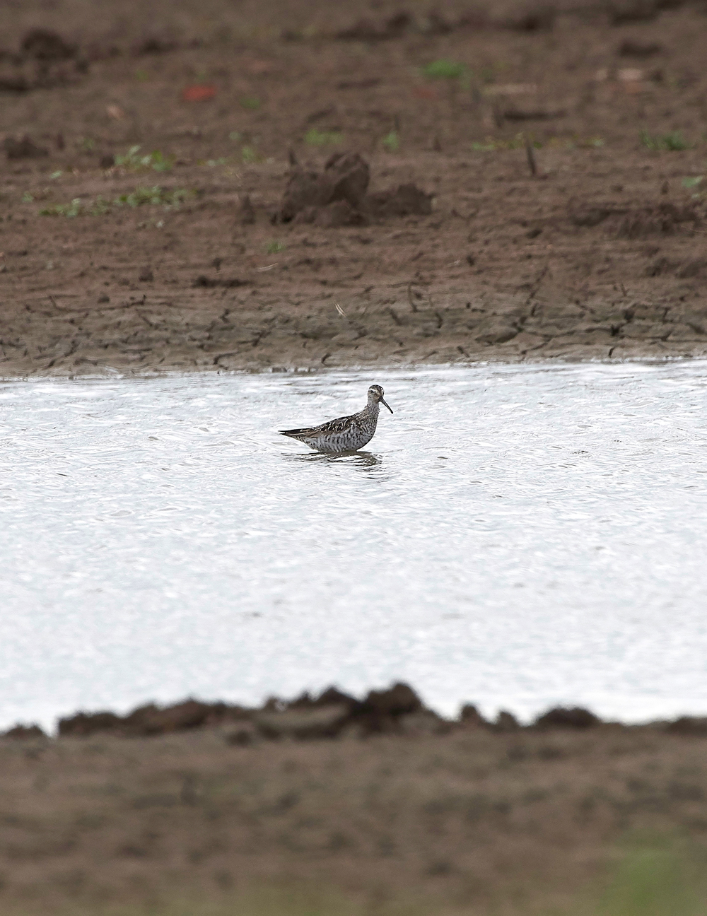 FramptonStiltSandpiper230818-2