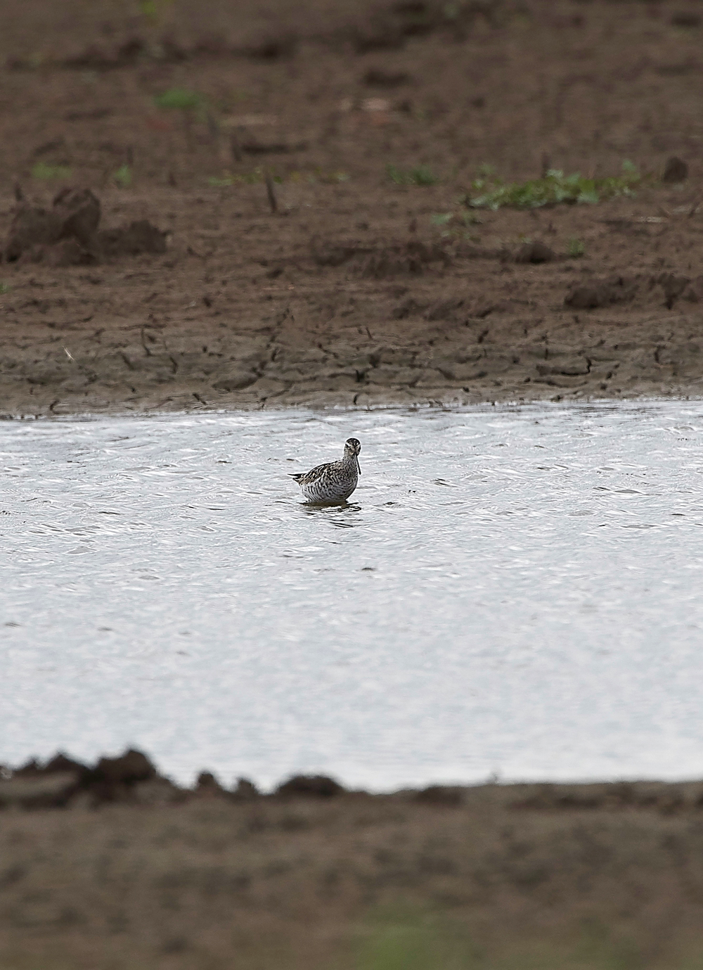 FramptonStiltSandpiper230818-3