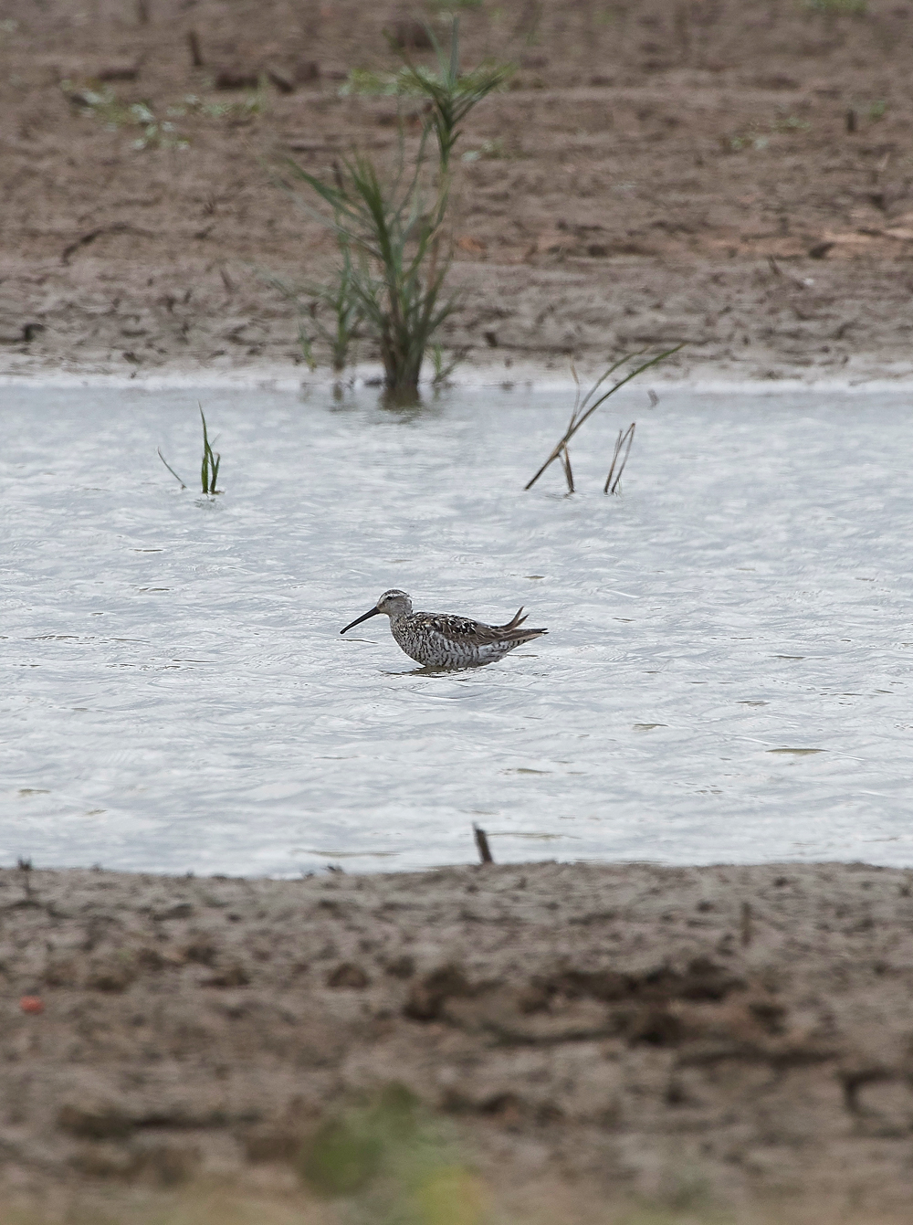 FramptonStiltSandpiper230818-4