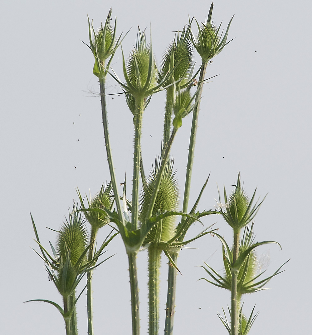 FramptonTeasel140718-1