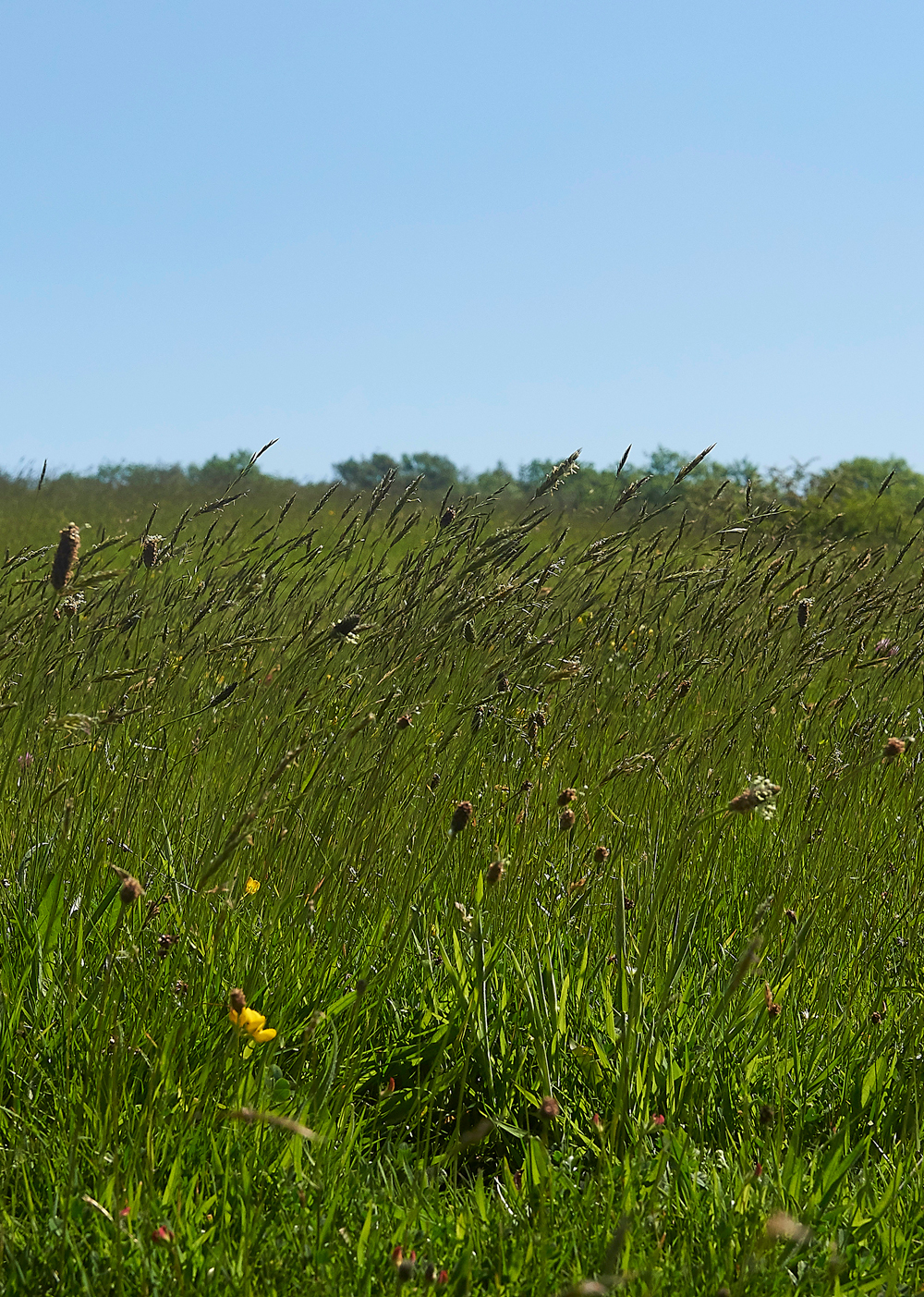 GairbarrowsMeadow280518-1