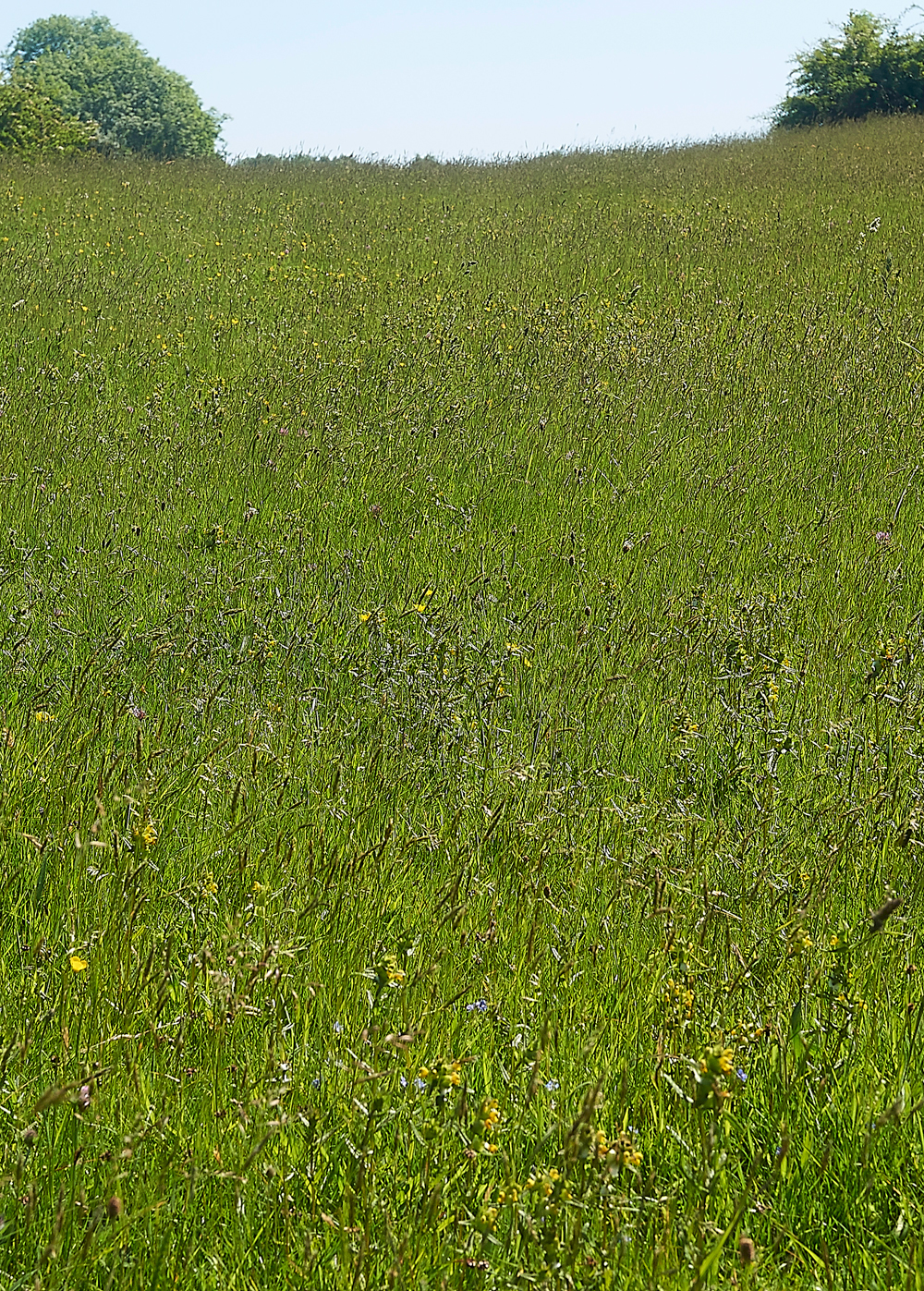 GairbarrowsMeadow280518-3