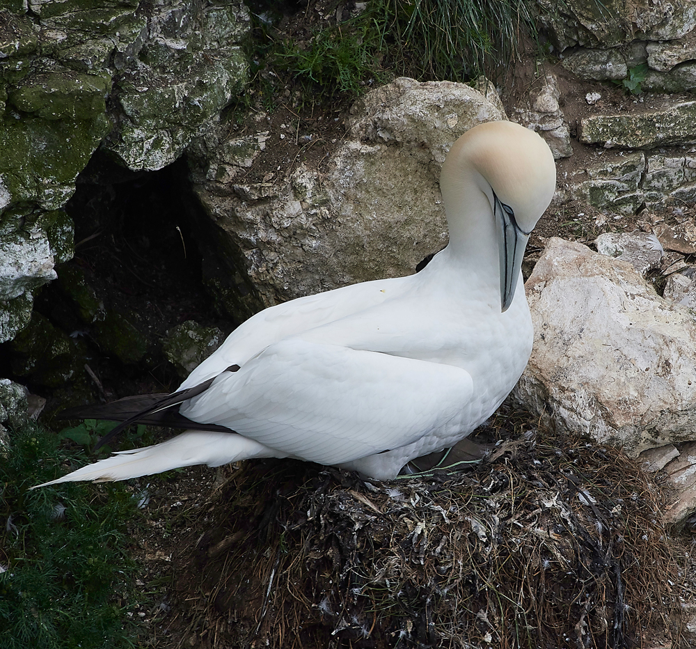 GannetBempton020618-12