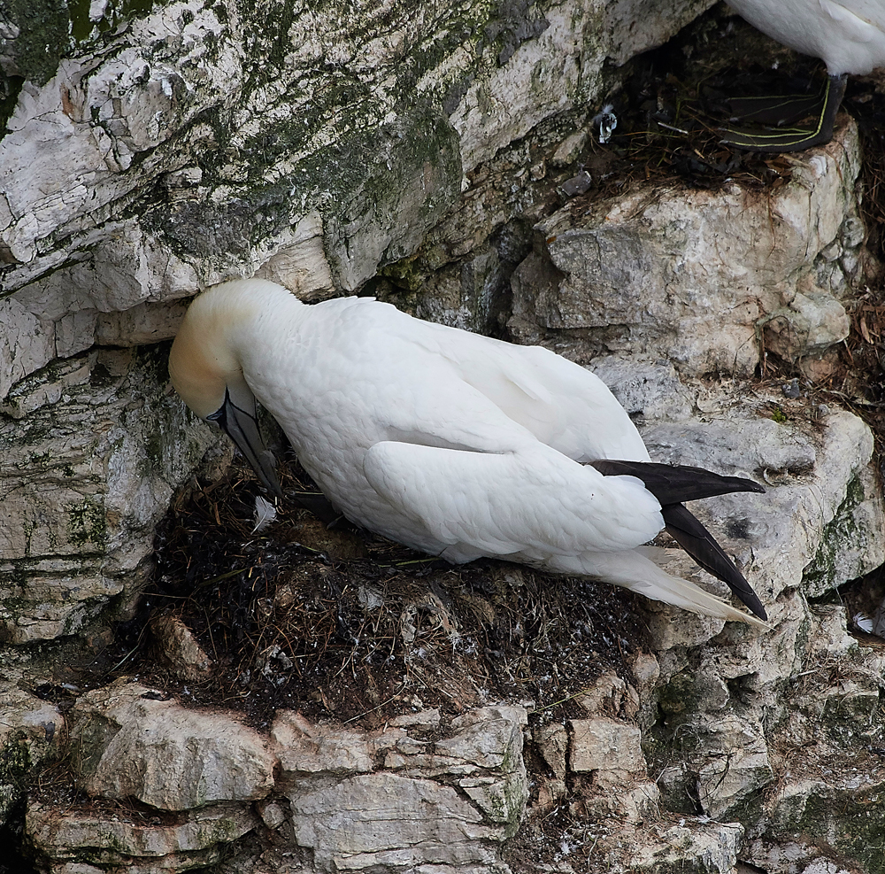 GannetBempton020618-13