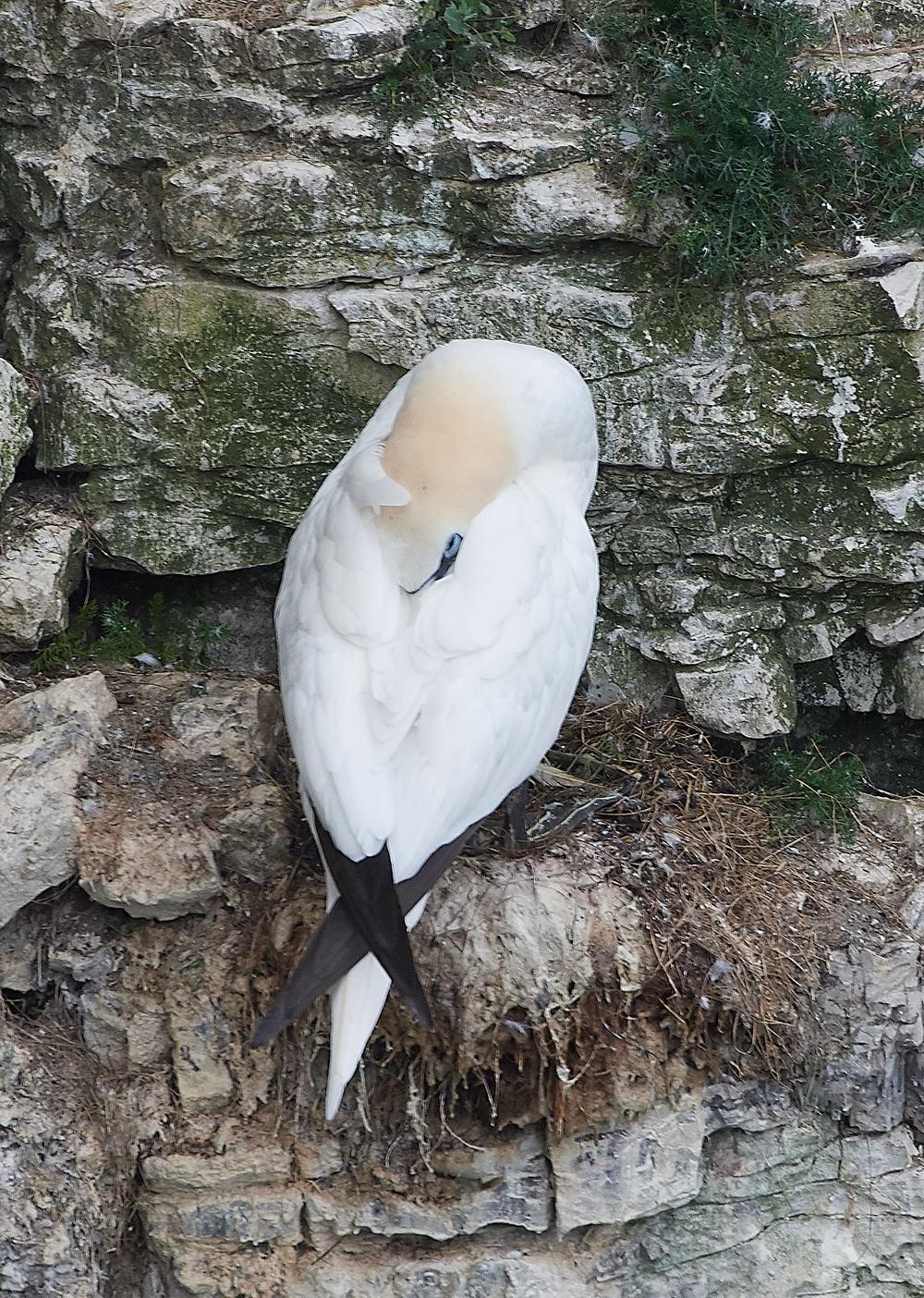GannetBempton020618-14