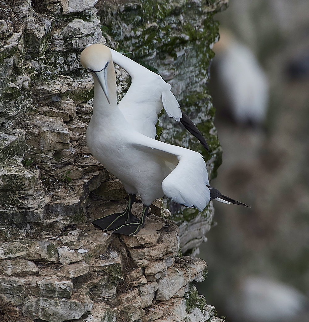 GannetBempton020618-15